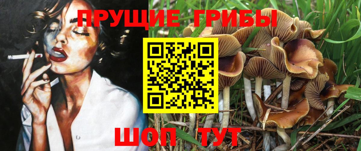 Галлюциногенные грибы Psilocybe Тверь